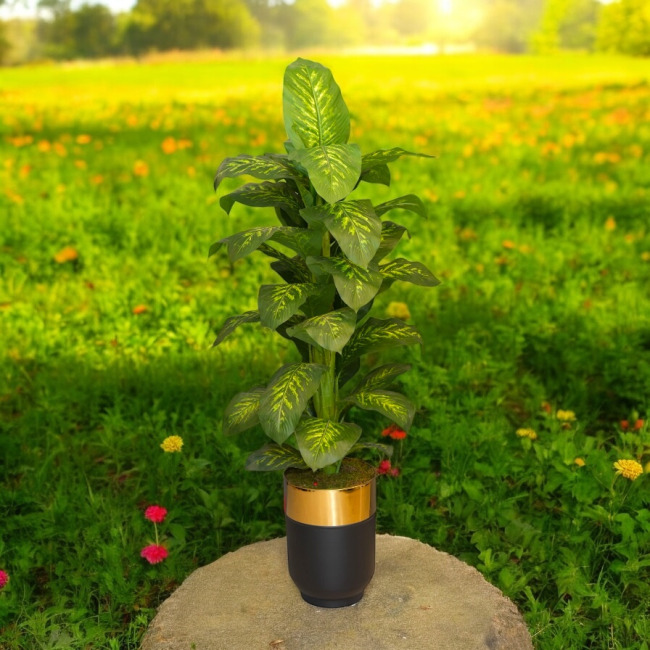 İthal dfembahia ağacı büyük yapraklı