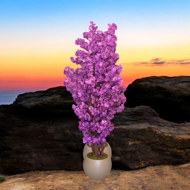 Mor sakura bahar ağacı Küre saksıda