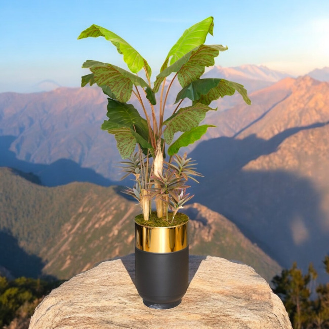 İthal fil kulağı ağacı Büyük yapraklı